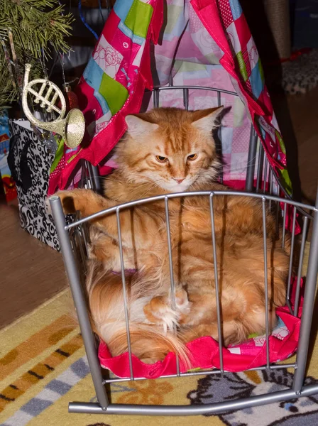 Γάτες Υπέροχα Αφράτα Κατοικίδια Γατούλα — Φωτογραφία Αρχείου