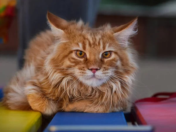 Een Kat Heerlijk Pluizig Een Huisdier Poesje — Stockfoto