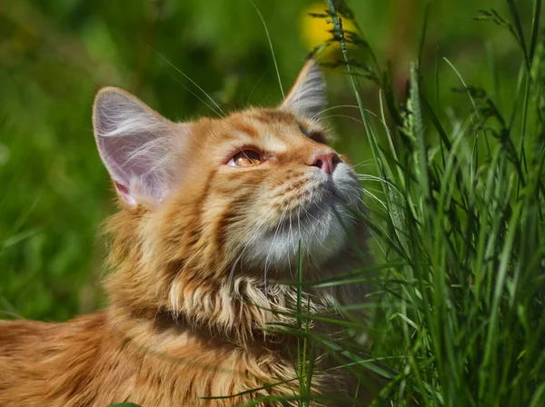 Bir kedi, sevimli pofuduk bir evcil hayvan. Yavru kedi