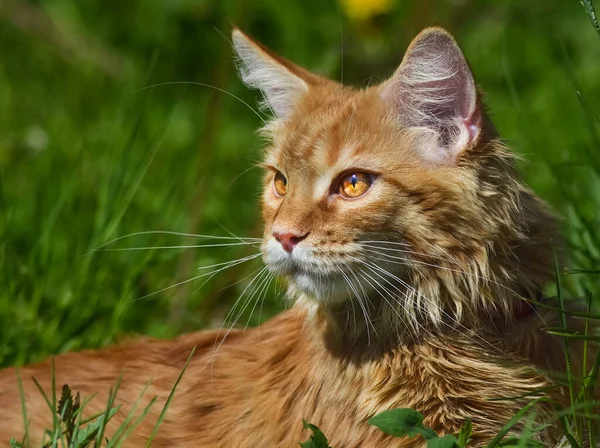 Katt Härlig Fluffig Ett Husdjur Kattunge — Stockfoto