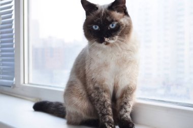 bir kedi, güzel kabarık bir evcil hayvan. Kitty