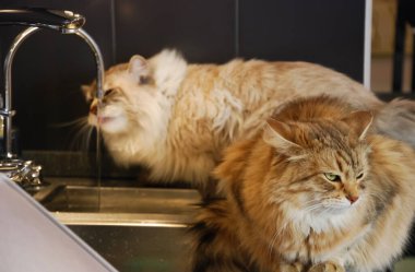 Kediler, sevimli tüylü bir evcil hayvan.