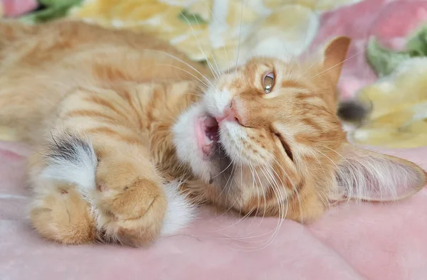 Gatos Una Hermosa Mullida Mascotas —  Fotos de Stock