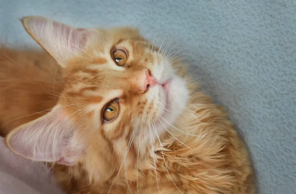 Γάτες Ένα Όμορφο Χνουδωτό Κατοικίδιο — Φωτογραφία Αρχείου