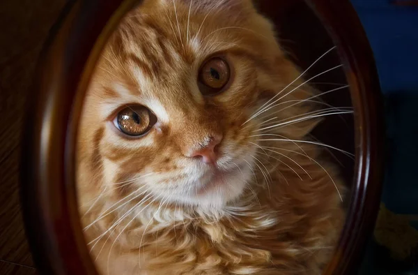 Gatos Una Hermosa Mullida Mascotas — Foto de Stock