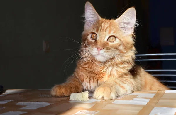 Gatos Una Hermosa Mullida Mascotas — Foto de Stock