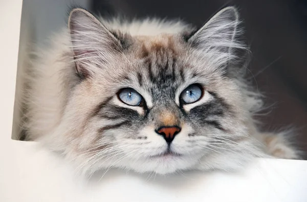 Kočky Krásné Nadýchané Domácí Mazlíčky — Stock fotografie