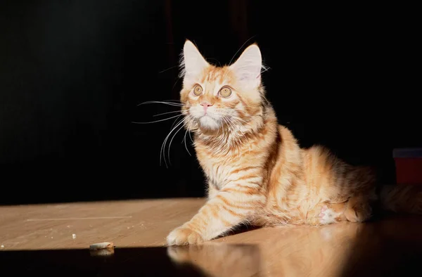 Gatos Una Hermosa Mullida Mascotas — Foto de Stock