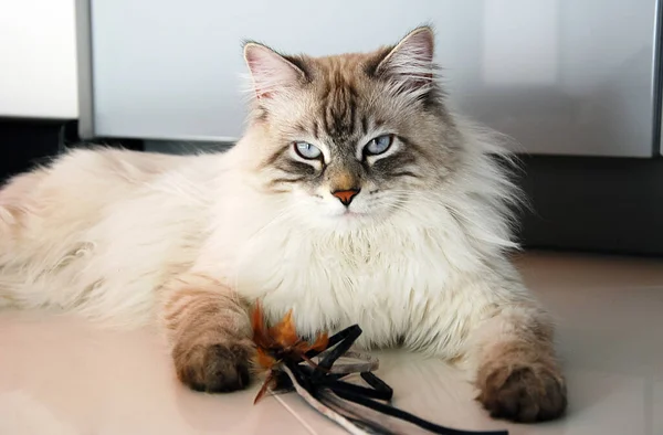 Katten Een Heerlijk Pluizig Een Huisdier — Stockfoto