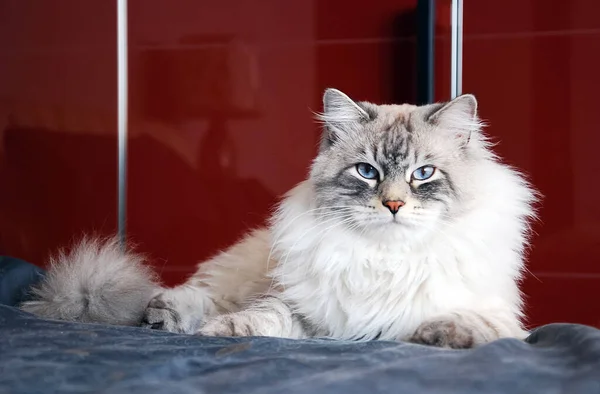 Katten Een Heerlijk Pluizig Een Huisdier — Stockfoto