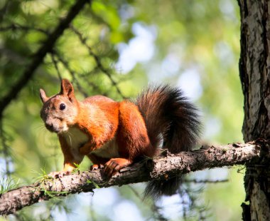 Forest Park ortak orman sincap.