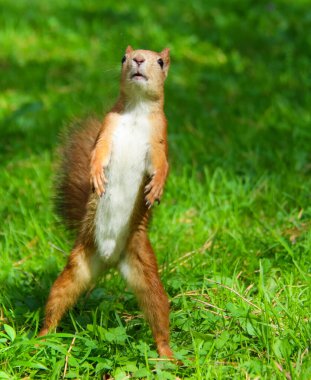 Forest Park ortak orman sincap.