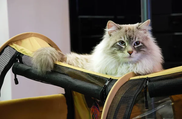 Katten Een Heerlijk Pluizig Een Huisdier — Stockfoto