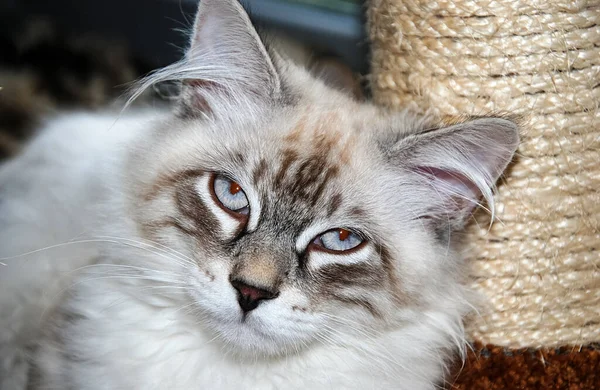 Katten Lieve Pluizige Huisdieren Het Dagelijks Leven Van Kat — Stockfoto