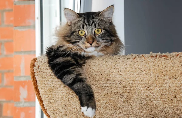 Katten Lieve Pluizige Huisdieren Het Dagelijks Leven Van Kat — Stockfoto