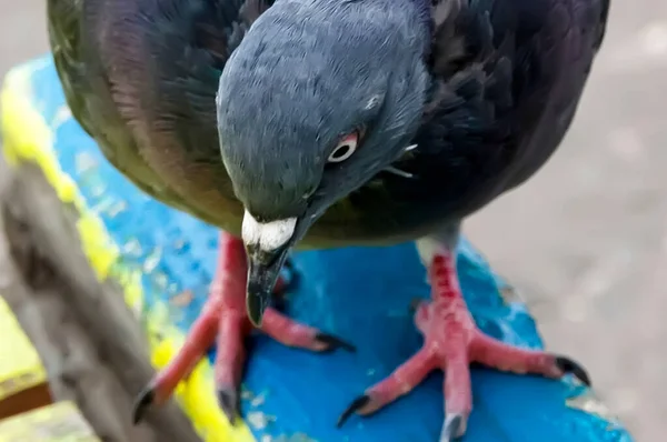 市内の一般的な青灰色の鳩 鳥は男の隣に住んでる — ストック写真