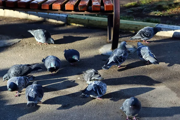 Colombes Bleu Gris Communes Dans Ville Bird Qui Vit Côté — Photo