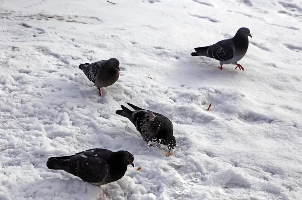 Colombes Bleu Gris Communes Dans Ville Bird Qui Vit Côté — Photo