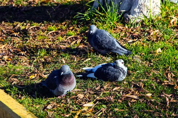 Colombes Bleu Gris Communes Dans Ville Bird Qui Vit Côté — Photo