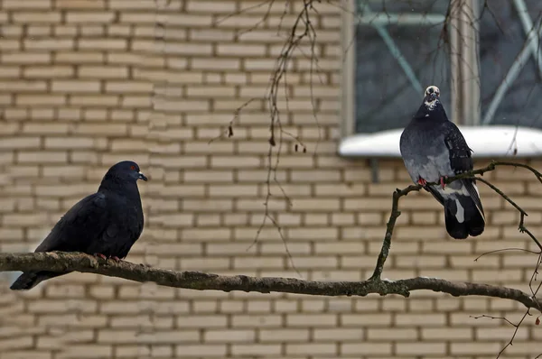 Häufige Blaugraue Tauben Der Stadt Vogel Der Neben Dem Mann — Stockfoto