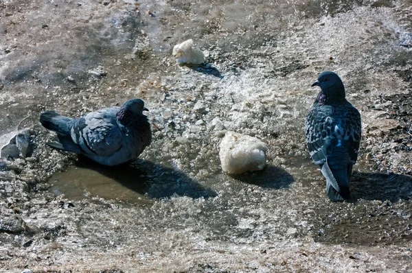 市内の一般的な青灰色の鳩 鳥は男の隣に住んでる — ストック写真