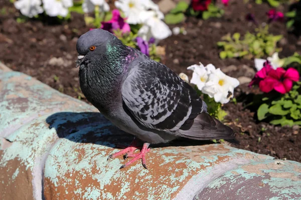 Häufige Blaugraue Tauben Der Stadt Vogel Der Neben Dem Mann — Stockfoto