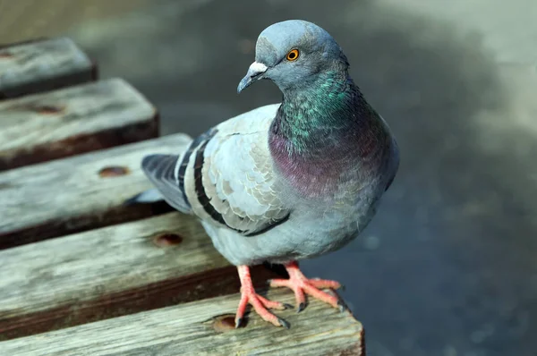 Häufige Blaugraue Tauben Der Stadt Vogel Der Neben Dem Mann — Stockfoto