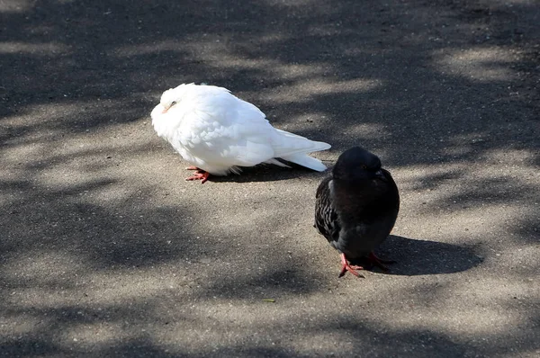 Colombes Bleu Gris Communes Dans Ville Bird Qui Vit Côté — Photo