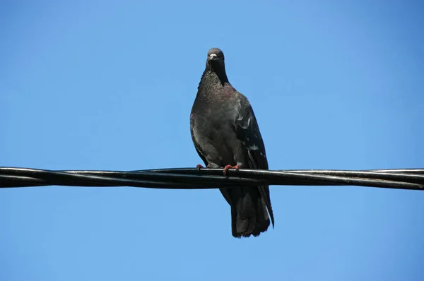 Palomas Comunes Color Azul Gris Ciudad Bird Que Vive Lado — Foto de Stock