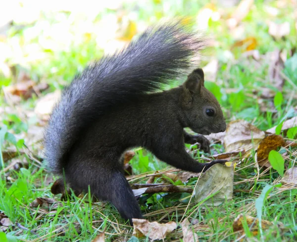 Common Forest Squirrel Forest Park — Stock Photo, Image