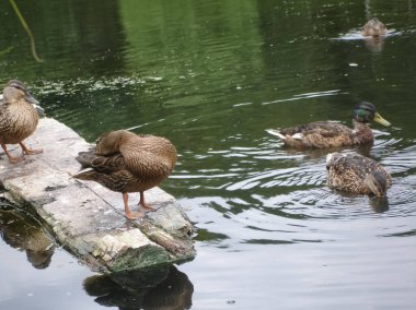 Vahşi bir yeşilbaş ördek gölet.