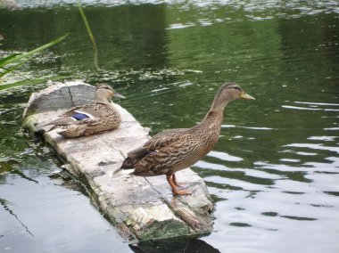Vahşi bir yeşilbaş ördek gölet.