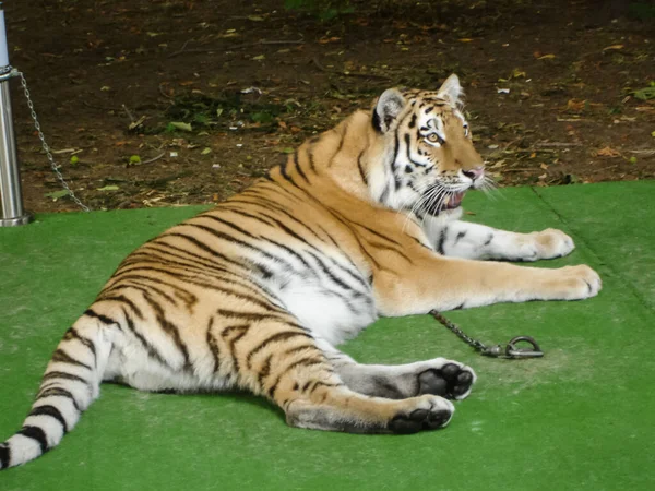 Tiger Liegt Auf Dem Grünen Teppich — Stockfoto