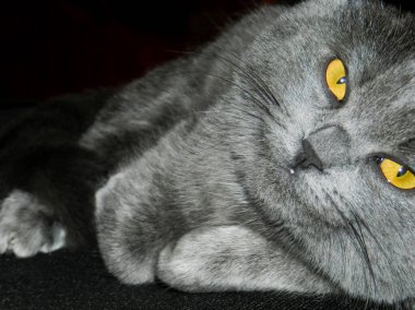 Bir kedi, sevimli pofuduk bir evcil hayvan. Yavru kedi