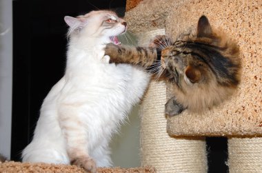 bir kedi, güzel kabarık bir evcil hayvan. Kitty