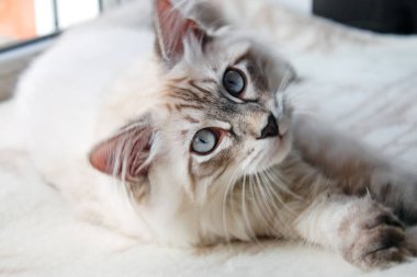 bir kedi, güzel kabarık bir evcil hayvan. Kitty