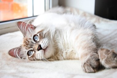 bir kedi, güzel kabarık bir evcil hayvan. Kitty