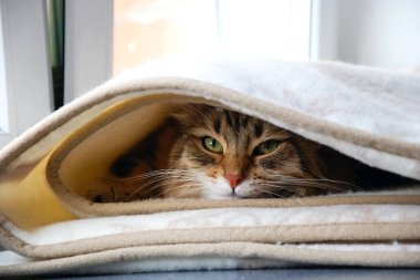 bir kedi, güzel kabarık bir evcil hayvan. Kitty