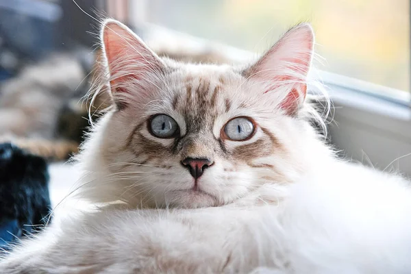 素敵なふわふわのペット 子猫ちゃん — ストック写真
