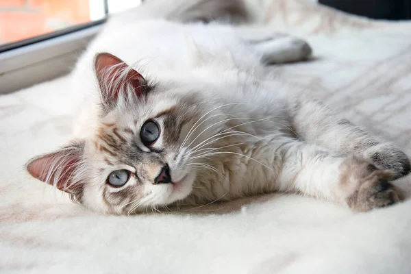 Gatos Adorável Fofo Animais Estimação Gatinho — Fotografia de Stock