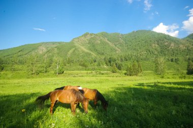 Doğadaki yeşil çimlerin arasındaki at. Kahverengi at. Köyde otlanan atlar..