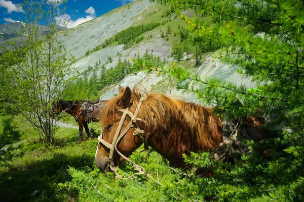 Cavalo Entre Grama Verde Natureza Cavalo Castanho Cavalos Enlouquecedores Aldeia — Fotografia de Stock