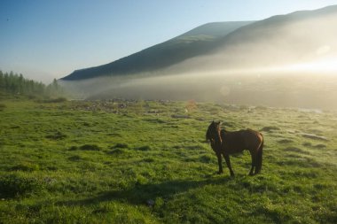 Doğadaki yeşil çimlerin arasındaki at. Kahverengi at. Köyde otlanan atlar..