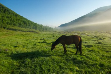 Doğadaki yeşil çimlerin arasındaki at. Kahverengi at. Köyde otlanan atlar..