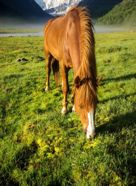 Doğadaki yeşil çimlerin arasındaki at. Kahverengi at. Köyde otlanan atlar..