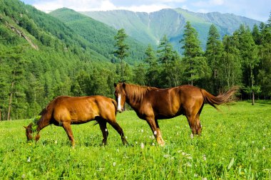 Doğadaki yeşil çimlerin arasındaki at. Kahverengi at. Köyde otlanan atlar..