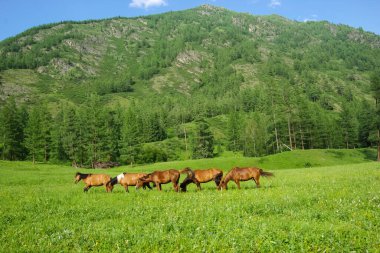 Doğadaki yeşil çimlerin arasındaki at. Kahverengi at. Köyde otlanan atlar..