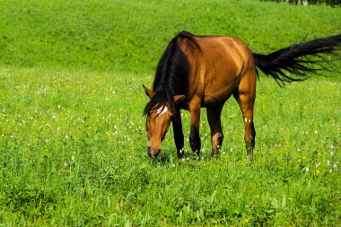 Doğadaki yeşil çimlerin arasındaki at. Kahverengi at. Köyde otlanan atlar..