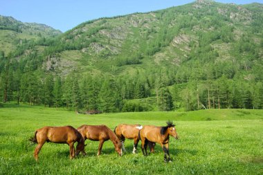 Doğadaki yeşil çimlerin arasındaki at. Kahverengi at. Köyde otlanan atlar..