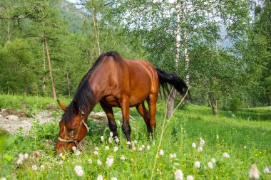 Doğadaki yeşil çimlerin arasındaki at. Kahverengi at. Köyde otlanan atlar..